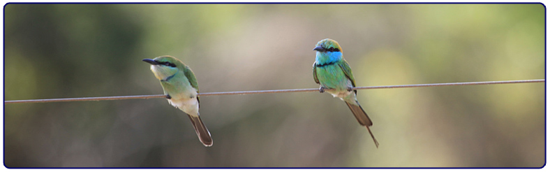 Green Bee-Eater